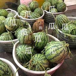 娱乐随拍吃瓜  第2张