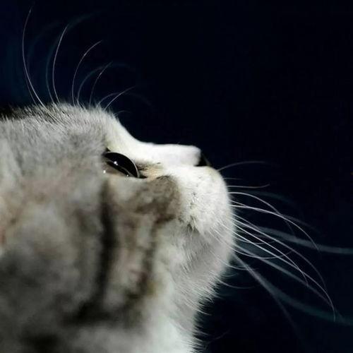 娱乐吃瓜君面包猫  第3张